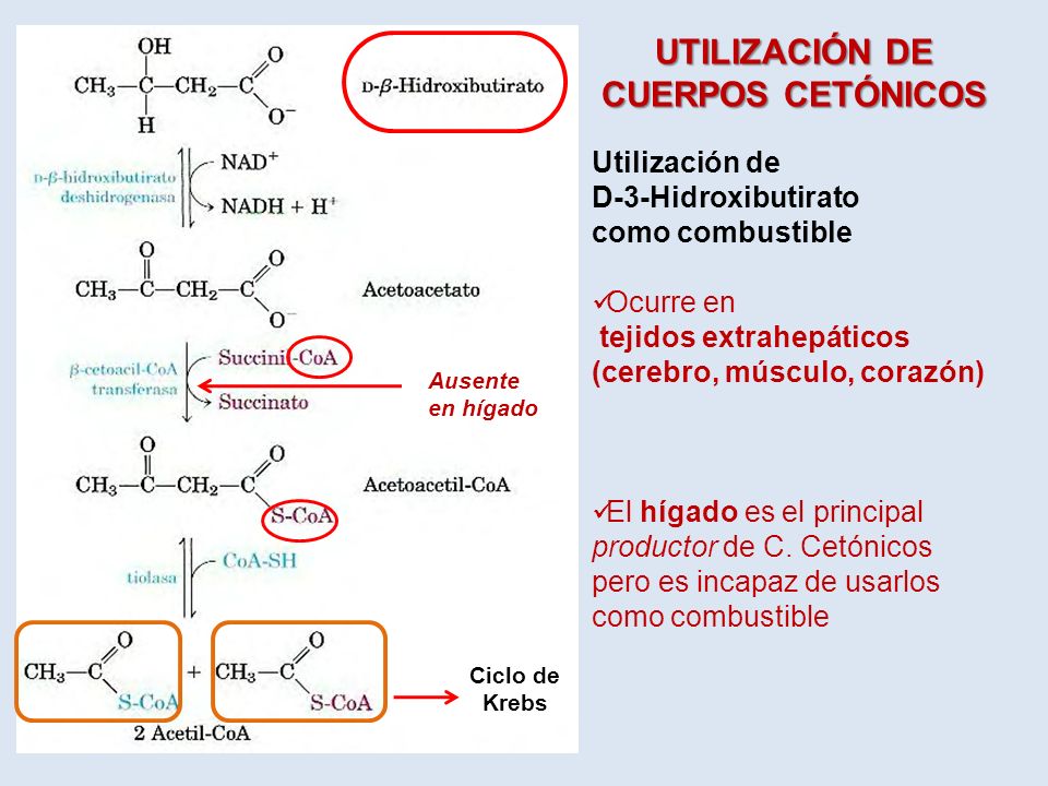 utilización de cuerpos cetónicos y diabetes